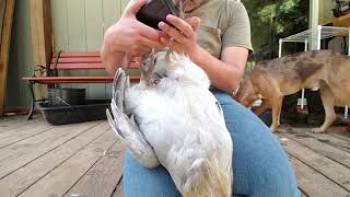 How to trim your roosters spurs [upl. by Mohandas]