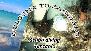 TANZANIA  Welcome to ZanZibar Lets go diving [upl. by Akemej]