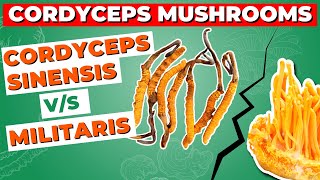 Cordyceps Sinensis Vs Militaris How Do They Differ [upl. by Labinnah237]