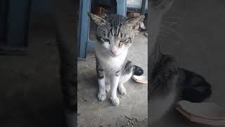 KUCIANG YANG SEHAT LUCU DAN MANJA [upl. by Baras]