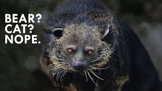 Binturong The Bearcat that is Neither Bear nor Cat [upl. by Hgielek640]