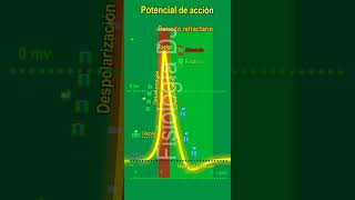 Potencial de acción  Potencial de acción neuronal  Potencial de acción fisiología [upl. by Svoboda]