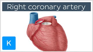 Right Coronary Artery Function  Human Anatomy  Kenhub [upl. by Debbee]