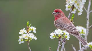 The song of the House Finch  Bird Sounds  10 Hours [upl. by Cicily693]