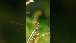 Dragonfly  Yusufcuk sonyfx3 [upl. by Valerle]