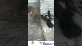 AMR Rabbit Farm Tour 🐰  Rabbits amp Bunnies for Sale  Palakurthy [upl. by Giavani389]