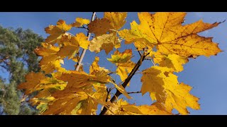 Herbstvideo im Novembernebel [upl. by Nosyaj]