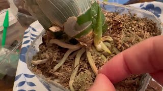 Catasetum New Season Prep 2024  Part 1 of 2 [upl. by Jillayne]