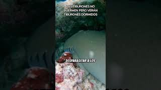 INCREÍBLE TIBURONES DURMIENDO shorts [upl. by Dyane736]