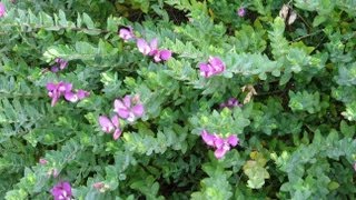 Polygala myrtifolia  Myrtleleaf Milkwort Sweet Pea Shrub [upl. by Anail]