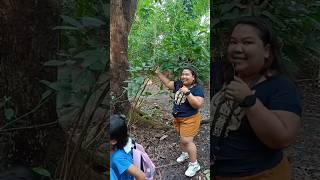 📌Tree Walk  EDC BINHI UP DILIMAN Threatened Species Arboretum Tetrastigma 🏵️Rafflesias host plant [upl. by Anigal]