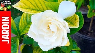 TOP 10 Preguntas sobre gardenias y Jazmines Hojas amarillas soluciones [upl. by Sukin729]