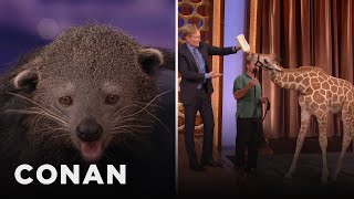 Animal Expert David Mizejewski Binturong amp Baby Giraffe  CONAN on TBS [upl. by Assirok]