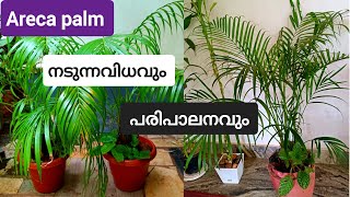 Areca palm നടുന്നവിധവും പരിപാലനവും  How to save a dying Areca palm  Easiest Areca palm propagation [upl. by Merill]