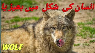 Eurasian wolf  Arabian wolf  Mexican wolf  Red wolf  Arctic wolf  Indian wolf  infopediajm [upl. by Waters842]