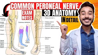 common peroneal nerve anatomy  common fibular never anatomy  tibial nerve anatomy [upl. by Wills]