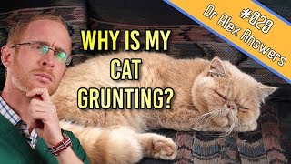 Why Is My Cat Snoring and Grunting  Dog Health Vet Advice [upl. by Nuahsel]