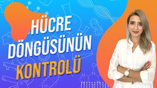 29DERS HÜCRE DÖNGÜSÜNÜN KONTROLÜ  TYT 10SINIF l Seda Hoca Biyoloji 🤗 [upl. by Aleras]