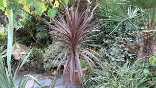 Cordyline australis Red Star Rate of Growth 2021 [upl. by Edrea]