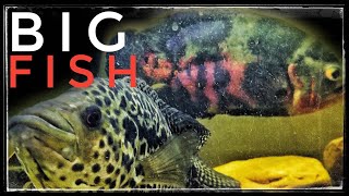 Big South American Cichlid Community Tank [upl. by Jannel]