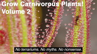 Grow Carnivorous Plants Volume 2  Tropical Sundews [upl. by Ryann]