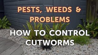 How to Control Cutworms [upl. by Teuton]