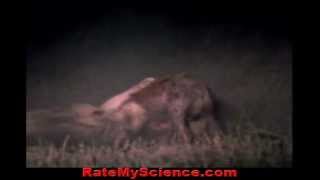 Lion cripples hyena to death out of hate Rate My Science [upl. by Suk]