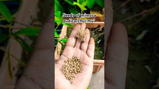 Seeds of mimosa pudicachui mui shorts youtubeshorts mimosapudica [upl. by Edlyn]