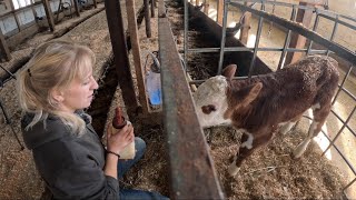 Orphaned baby and why are dairy farms so hard to keep clean… [upl. by Assilen129]