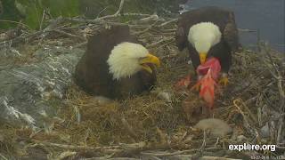 032719 West End eagles Supermans fish flops into nest bowl [upl. by Nnitsuj]