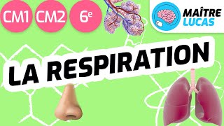 La respiration CM1  CM2  6ème  cycle 3  Sciences et technologie [upl. by Aical]