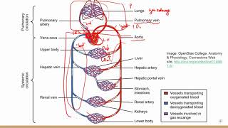 Comprehensive ATI TEAS Science Review Lecturecardiovascular system 2trace blood flow [upl. by Alisa419]