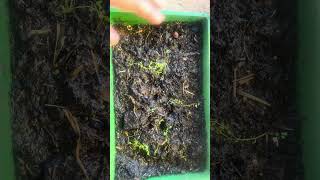 How to grow aquarium plants see description [upl. by Sakul]