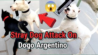 Dogo Argentino vs Street Dog 😱😱  Dogo Argentino Simmba [upl. by Llednohs]