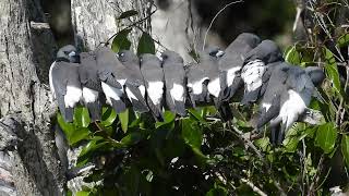 Whitebreasted Woodswallow Hervey Bay Qld [upl. by Nilreb39]