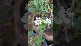 Beautiful white lantana flowers [upl. by Isyed]