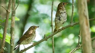 Song Thrush Turdus philomelos pair alarm call  Malpiebeemden Netherlands 1262020 [upl. by Notnilc]