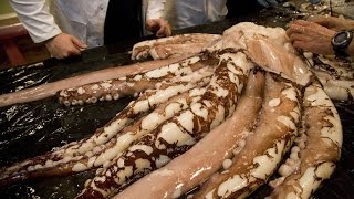 Science Live Colossal Squid [upl. by Hgielah659]