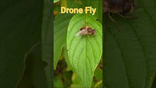 Drone Fly Hoverfly [upl. by Lucias436]