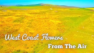 Cape Town  West Coast Flowers  Drone Footage [upl. by Coffeng]