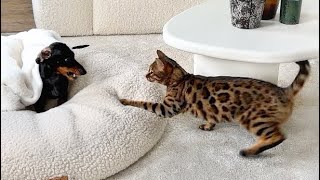 Playtime with Dachshunds amp Bengal Cat [upl. by Ydennek294]