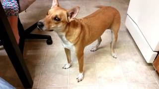 Basenji Yodel  What Sound Does An quotAfrican Barkless Dogquot Basenji Make [upl. by Leonardo]