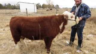 Brutte Miniature hereford Bull [upl. by Yalc371]