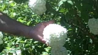 The Snowball Viburnum [upl. by Niveb]