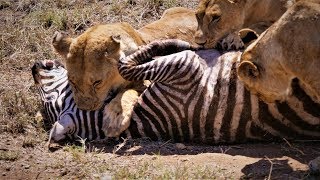 Serengeti Pride of lions hunting and killing zebras 4 KUHD [upl. by Iahc240]