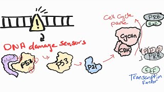 Tumor suppressor genes P53 [upl. by Tiffy]