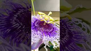 Passion Flower in my balcony 🤩 beautiful plants flowers life music beach travel edm love [upl. by Yrotciv92]