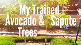 My Trained Avocado amp Sapote Trees 101413 High Density Espalier Gardener [upl. by Kristof410]