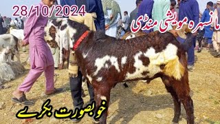 Maweshi Mandi Mansehra  Breeder Khubsoorat Bakrey [upl. by Julienne]