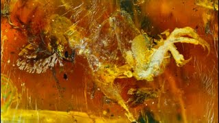 The 10 Most Amazing Fossils Preserved in Amber [upl. by Goran]